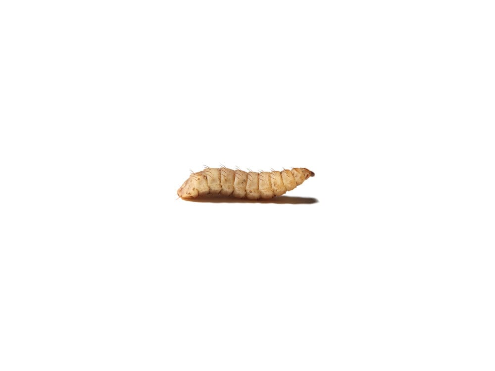Small CalciGrubs™