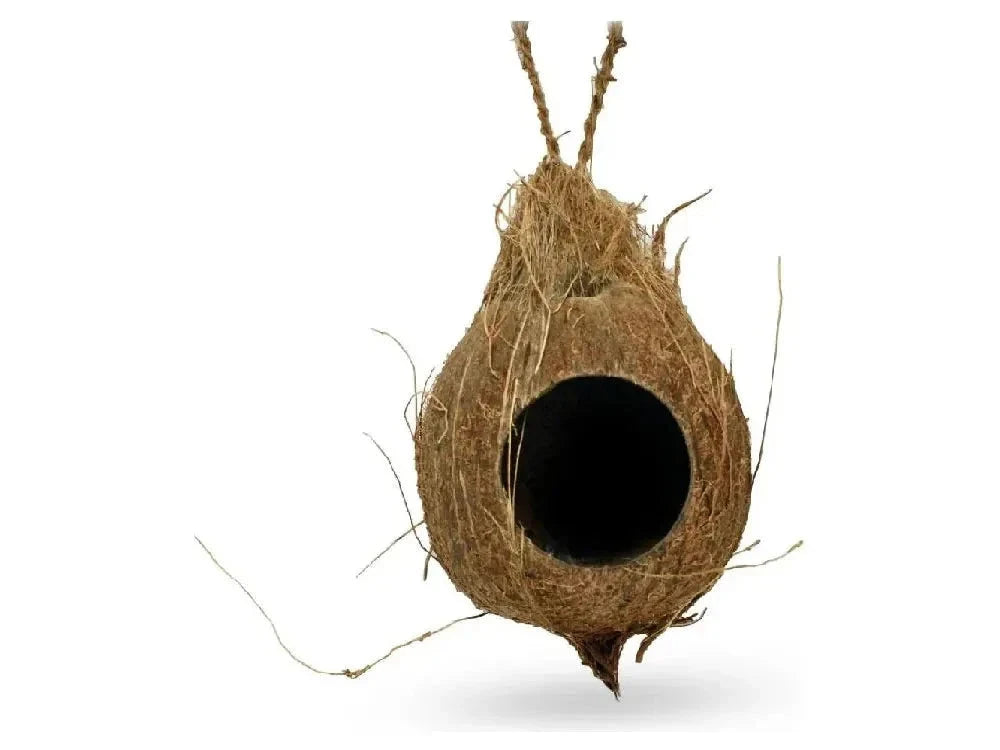 Pangea Hanging Coconut