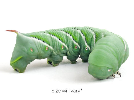 Hornworms