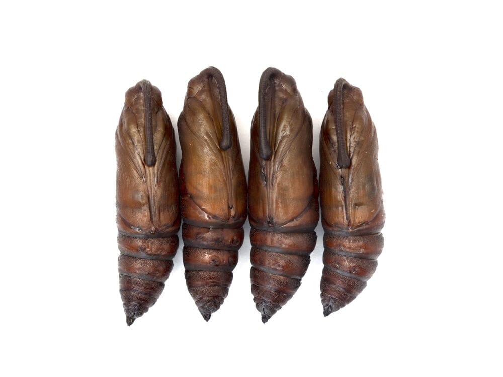 Live Hornworm Moth Pupa Sexed Pairs Manduca sexta Auction