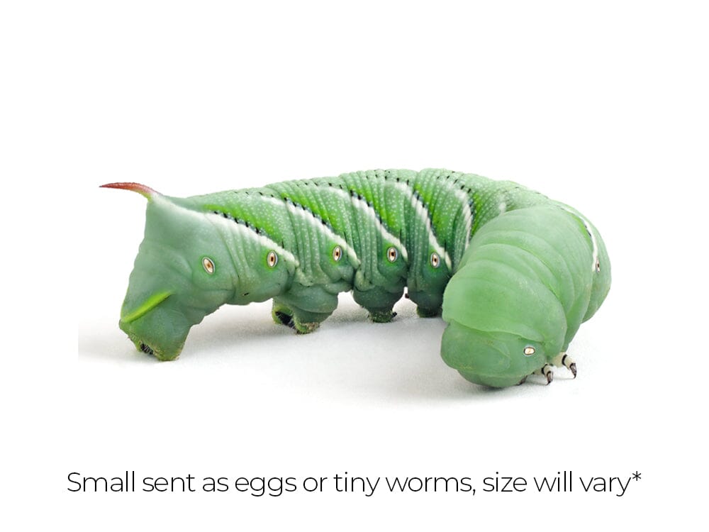 Small Hornworms FREE SHIPPING