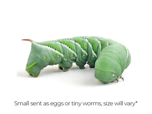 Small Hornworms FREE SHIPPING