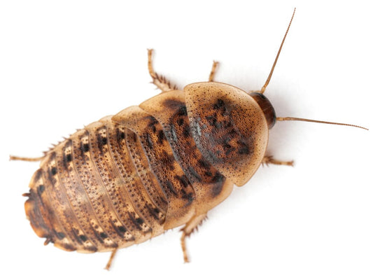 Extra Large 1.25" Dubia dubia roaches DubiaRoaches.com