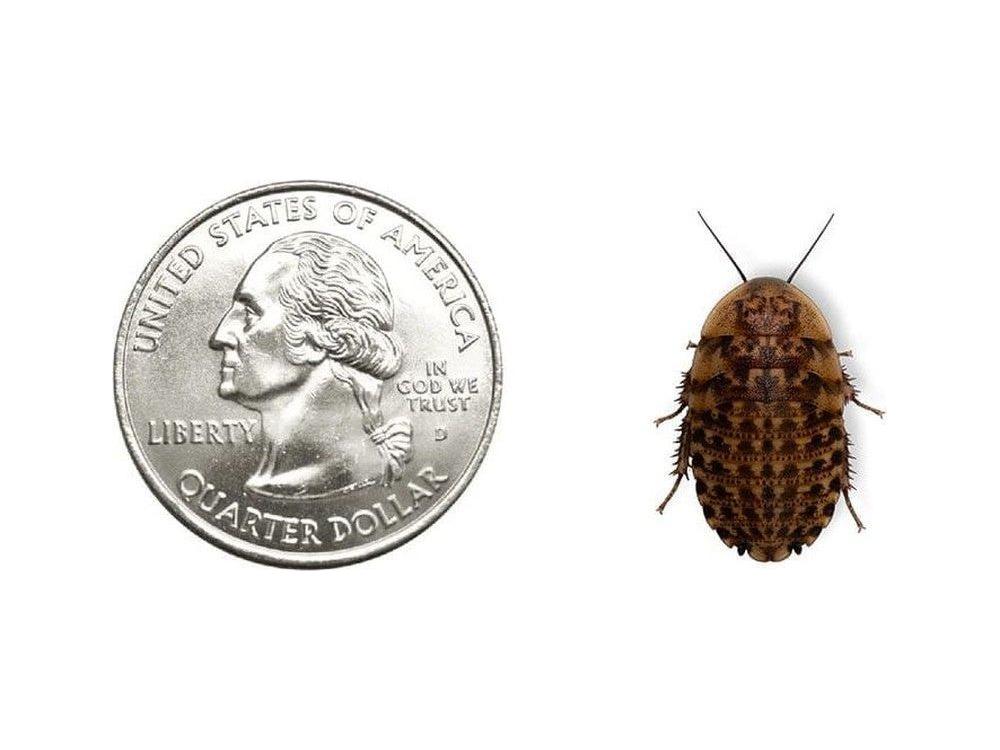 Discoid Roaches - MorphMarket Member Special - FedEx only