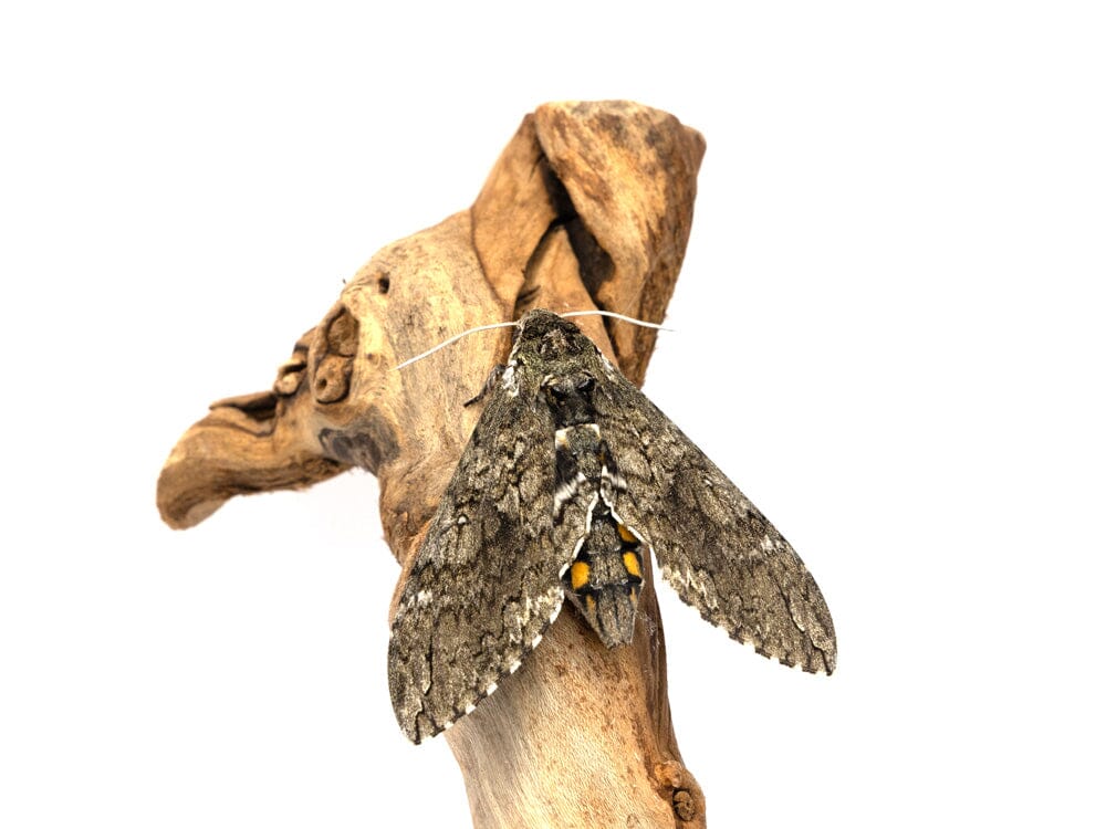 Live Hornworm Moth Pupa Sexed Pairs Manduca sexta Auction
