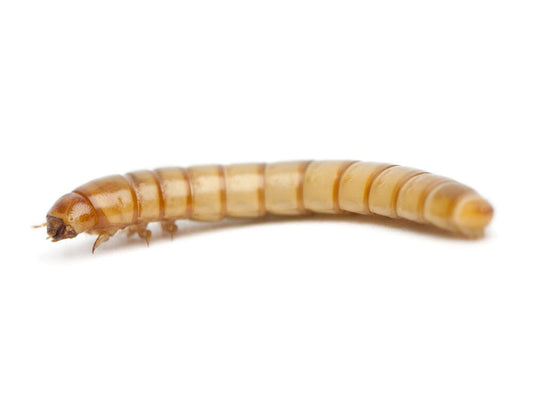 Large Mealworms