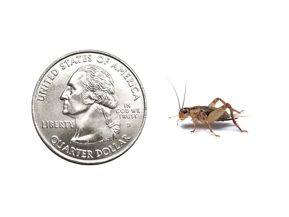 Crickets Cupped dubia roaches DubiaRoaches.com Medium 1/2" 50