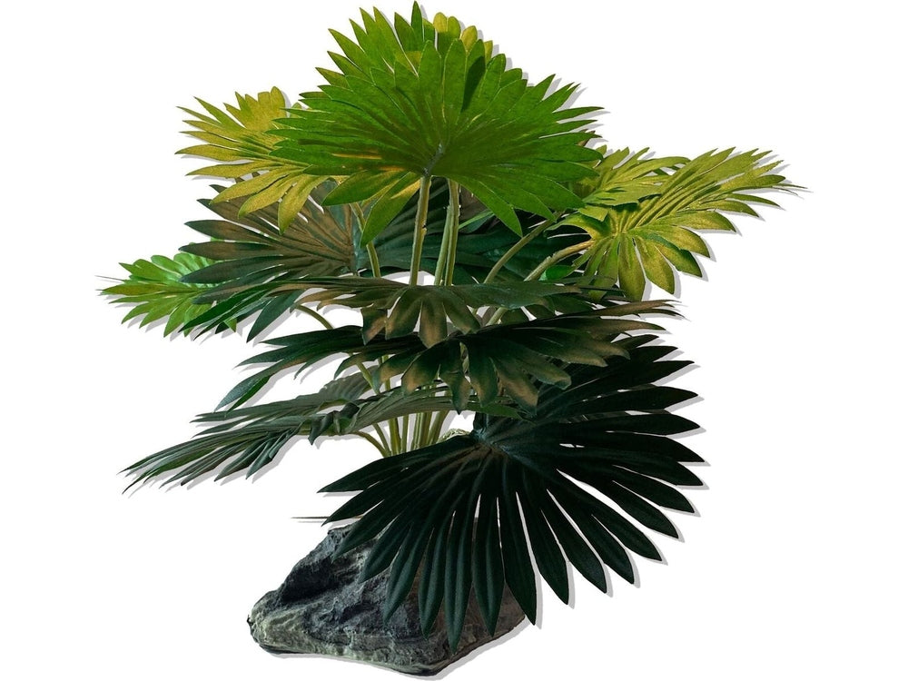 Mini Fan Palm
