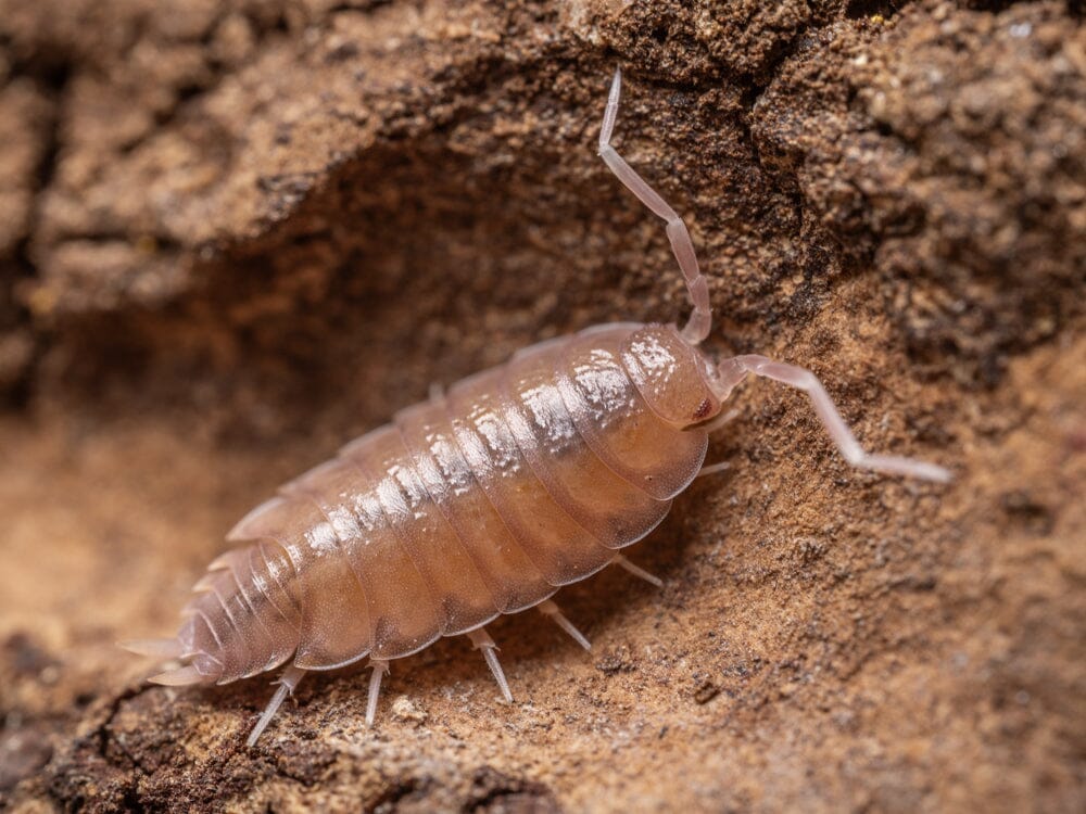 "Powder Pink" Isopods Porcellionides pruinosus
