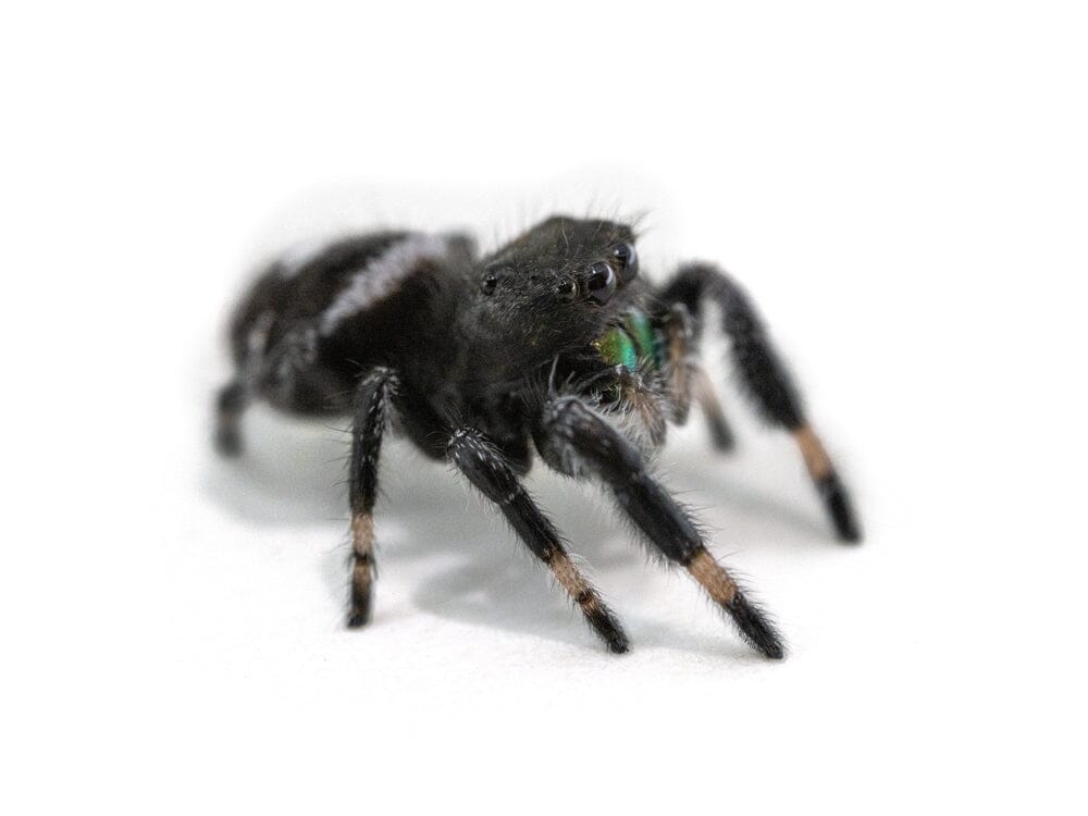 Jumping Spiders