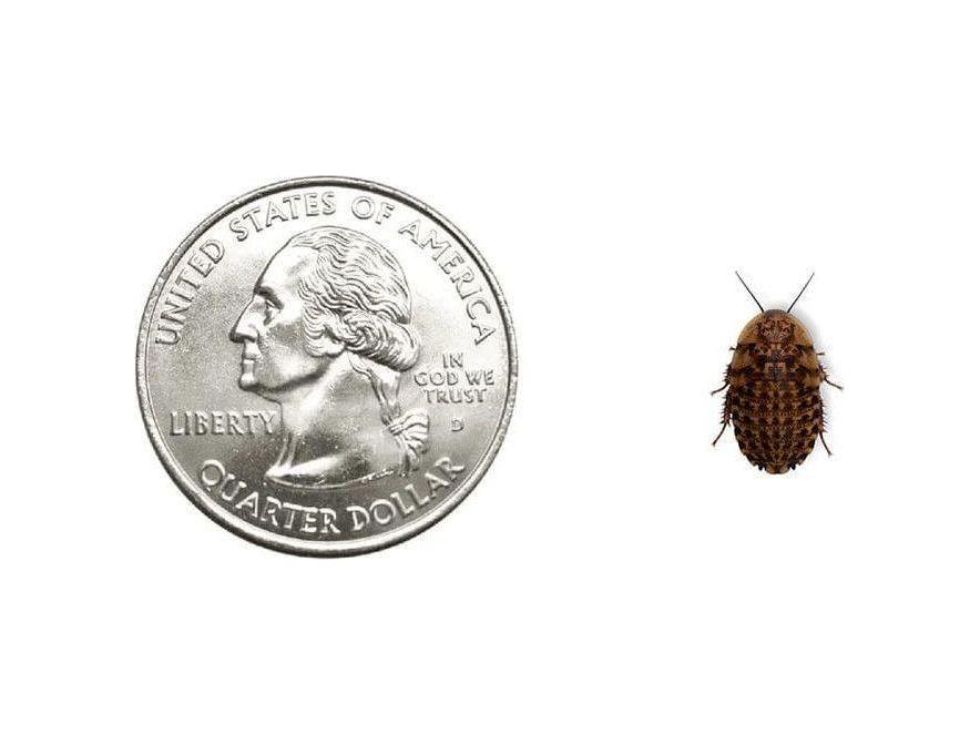 Discoid Roaches FREE SHIPPING dubia roaches DubiaRoaches.com Small 3/8"-1/2" 25