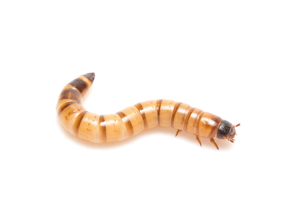 Small Superworms