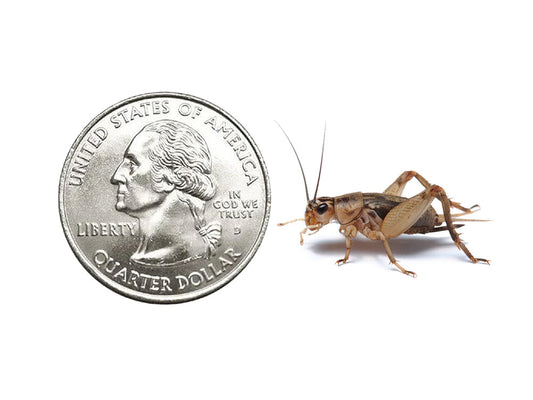 Crickets dubia roaches DubiaRoaches.com Large 3/4" 500 2Day