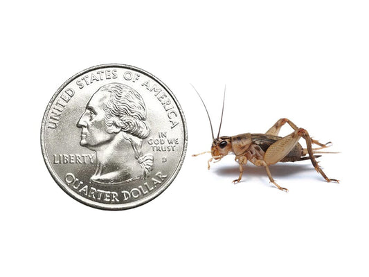 Crickets Cupped dubia roaches DubiaRoaches.com Large 3/4" 50