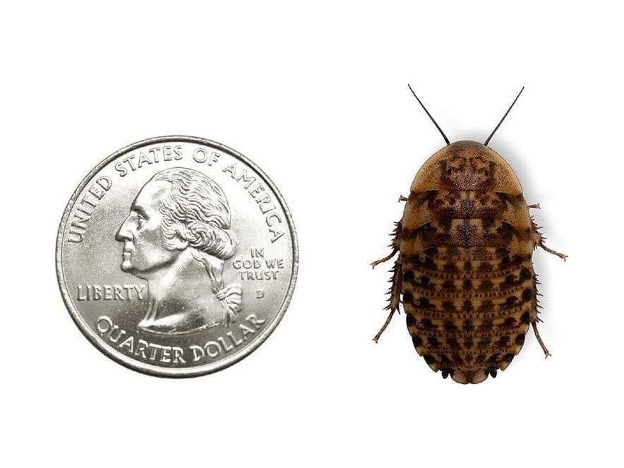 Discoid Roaches FREE SHIPPING dubia roaches DubiaRoaches.com XL 1"+ 25