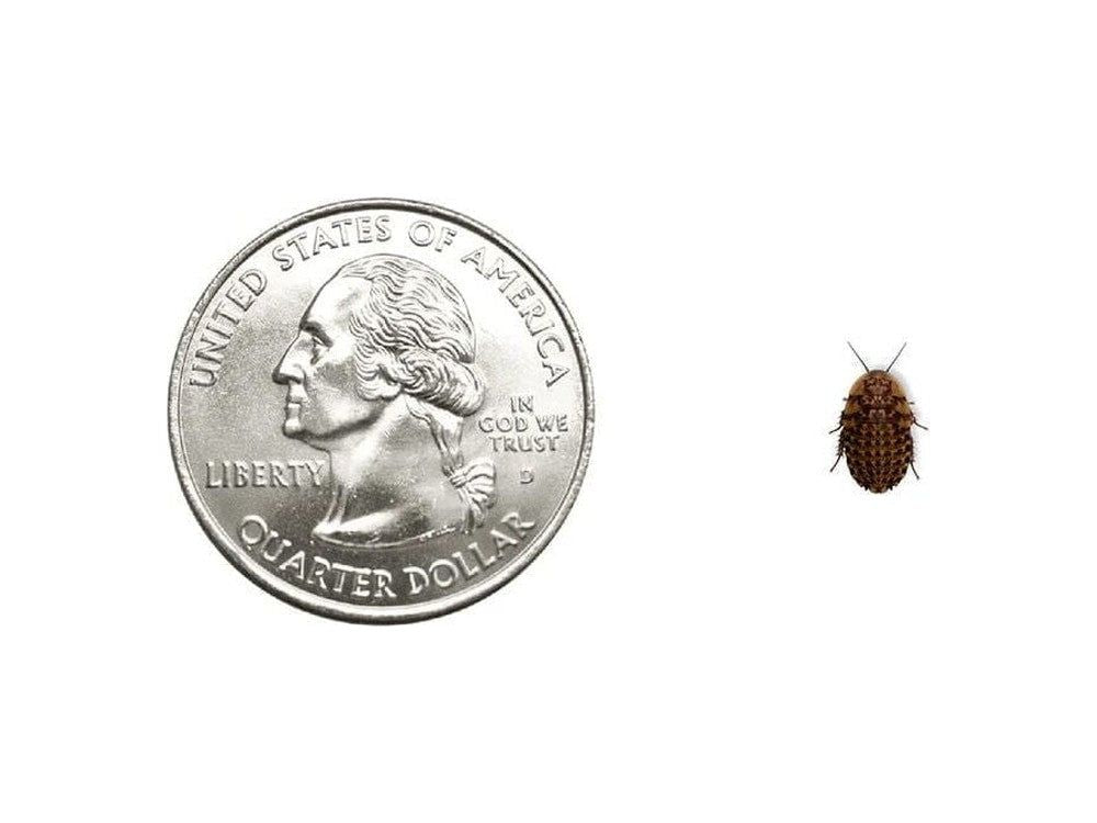 Discoid Roaches - MorphMarket Member Special - FedEx only
