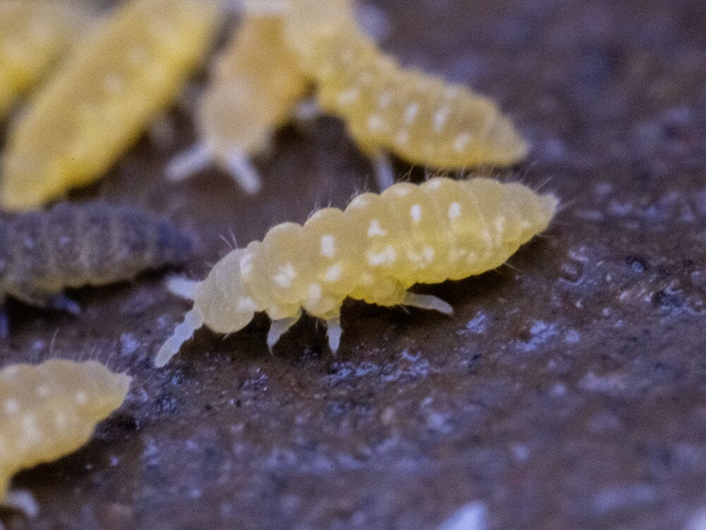 Yellow Albino Springtails 10ct. (Ceratophysella sp.) RPG