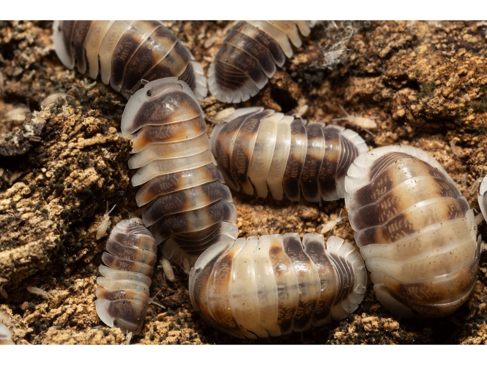 10ct Cappuccino Cubaris Isopod Auction