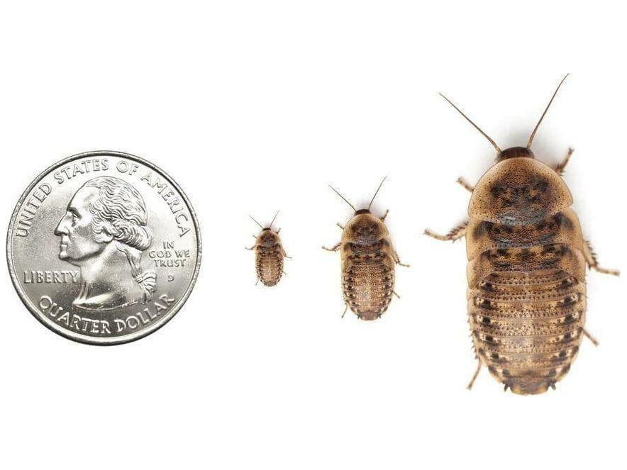 Medium Dubia Roaches – The Dubia Dude Dubia roaches near me