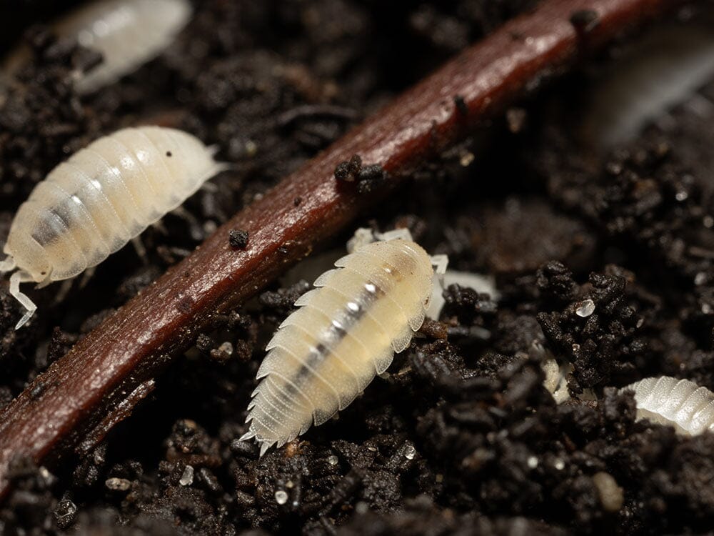 "Dwarf White" Isopods (Trichorhina tomentosa) Reptile & Amphibian Habitat Accessories RPG