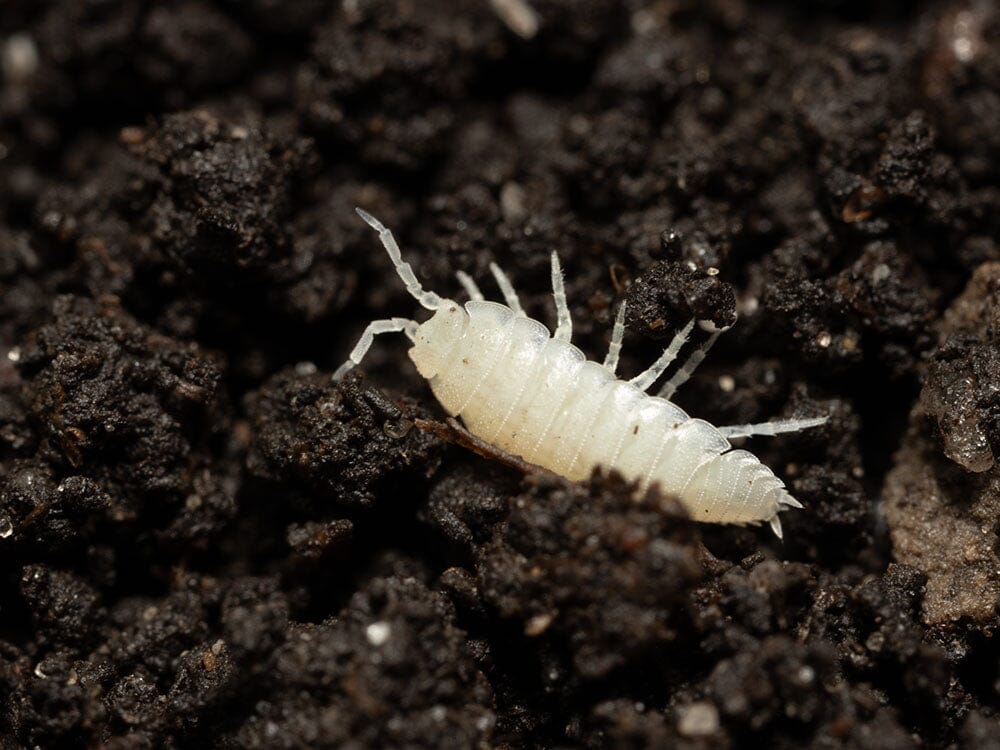 "Dwarf White" Isopods (Trichorhina tomentosa) Reptile & Amphibian Habitat Accessories RPG
