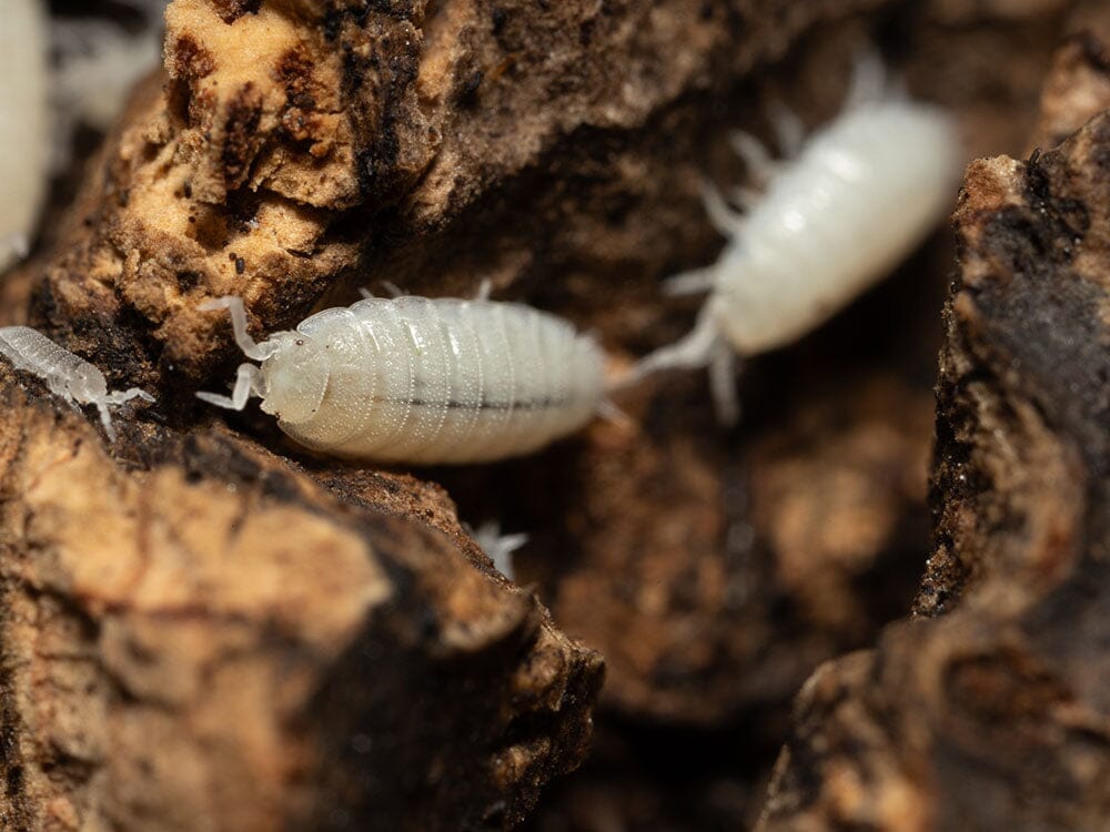 "Dwarf White" Isopods (Trichorhina tomentosa) Reptile & Amphibian Habitat Accessories RPG