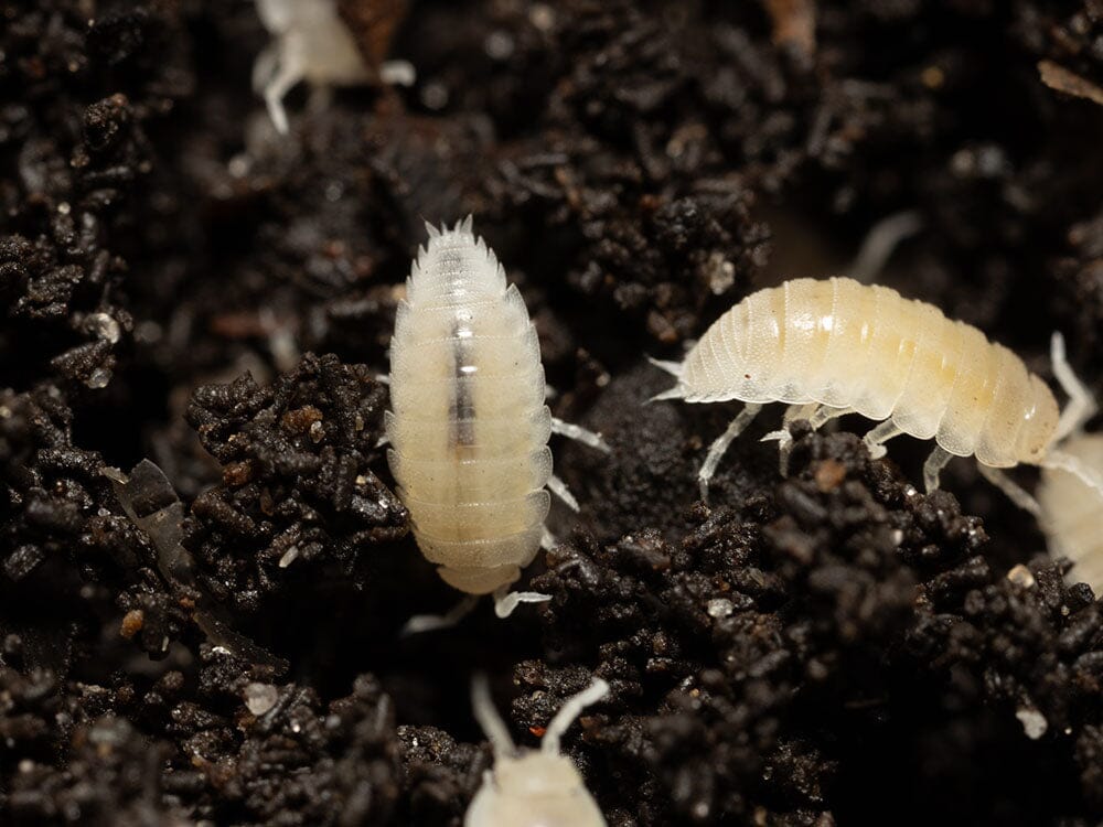 "Dwarf White" Isopods (Trichorhina tomentosa) Reptile & Amphibian Habitat Accessories RPG
