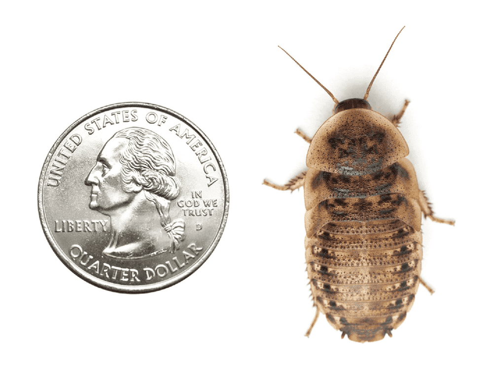 Extra Large 1.25" Dubia FREE SHIPPING dubia roaches DubiaRoaches.com