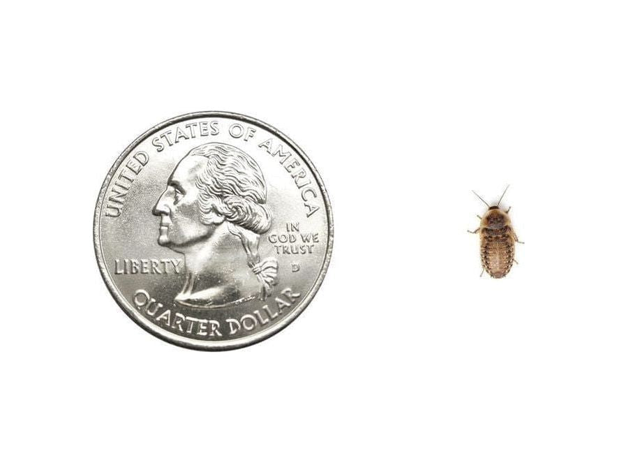 Extra Small 1/4" Dubia dubia roaches DubiaRoaches.com