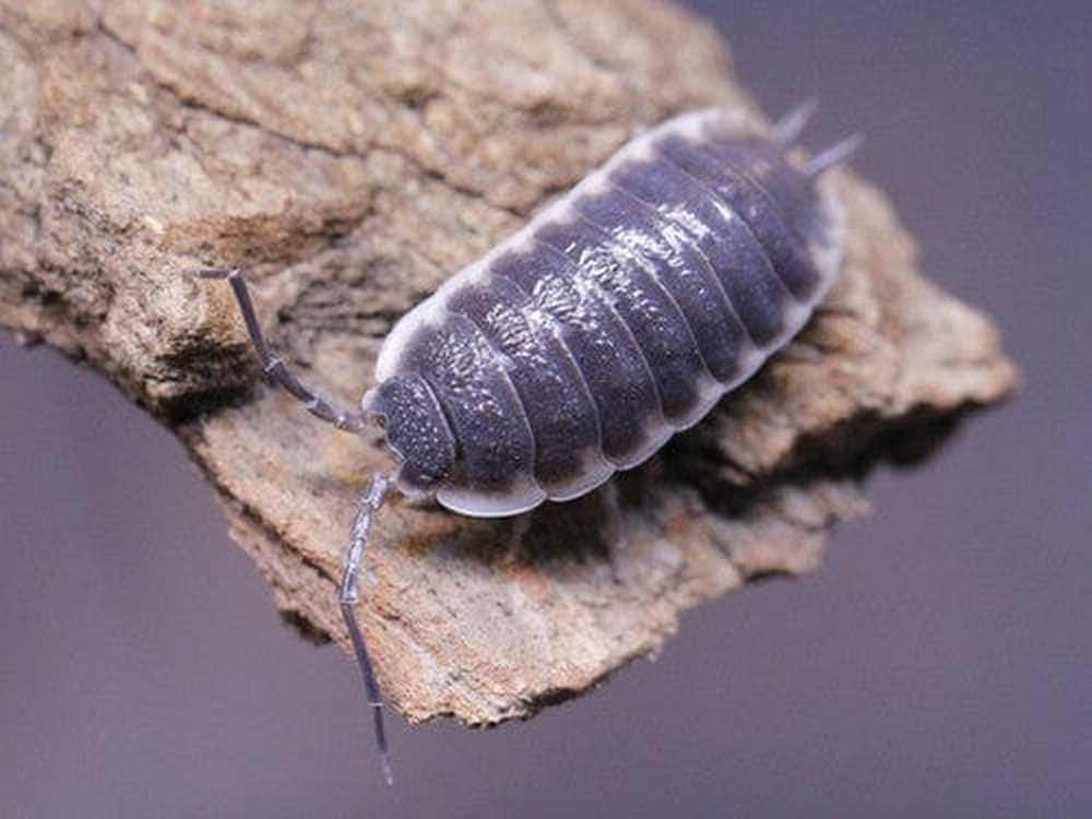 Sevilla Porcellio Sp. Isopods 5ct Auction