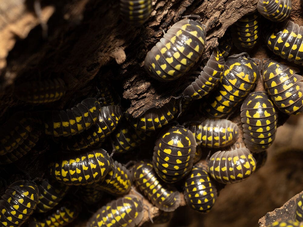 "High Yellow Spotted Giant" isopods Armadillidium Gestroi