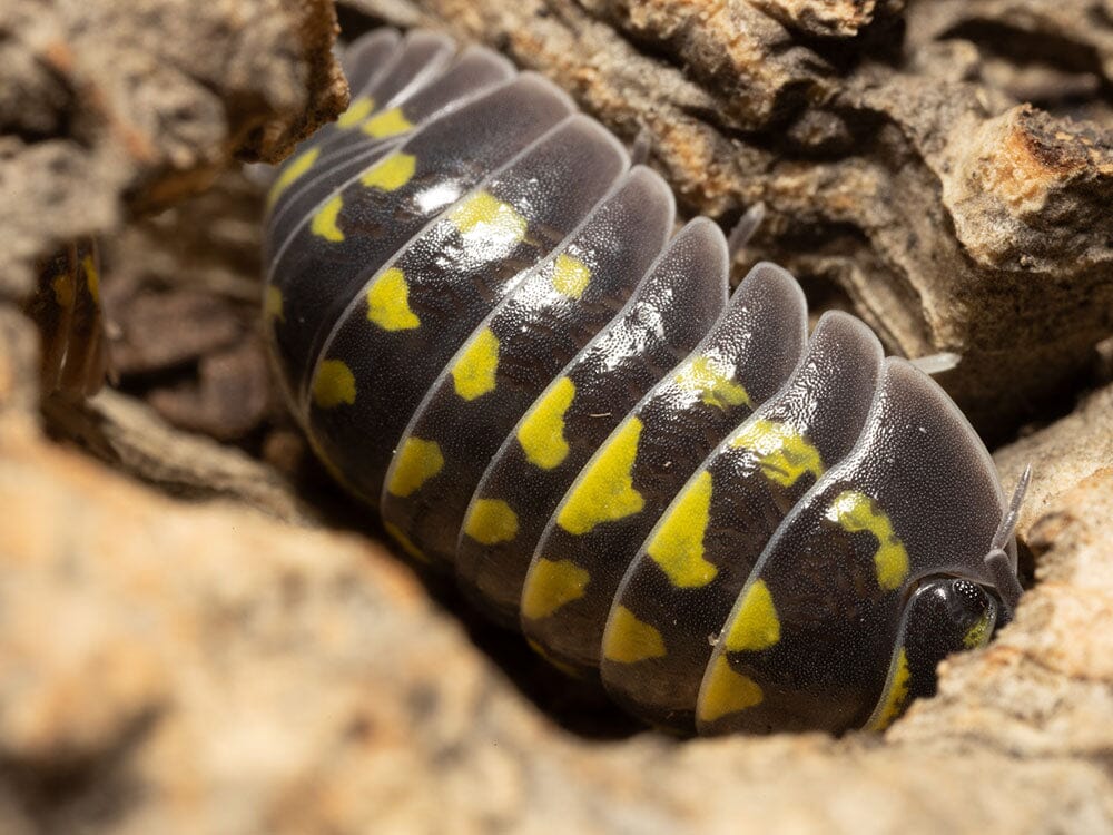 "High Yellow Spotted Giant" isopods Armadillidium Gestroi