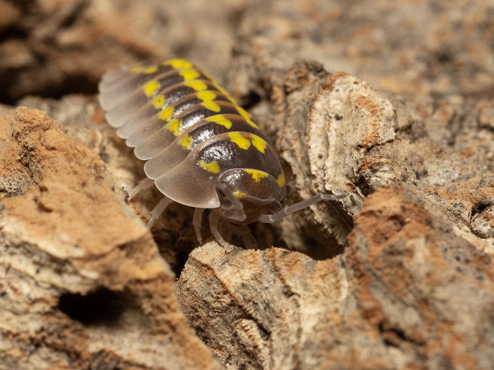 "High Yellow Spotted Giant" isopods Armadillidium Gestroi