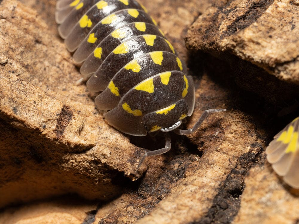"High Yellow Spotted Giant" isopods Armadillidium Gestroi