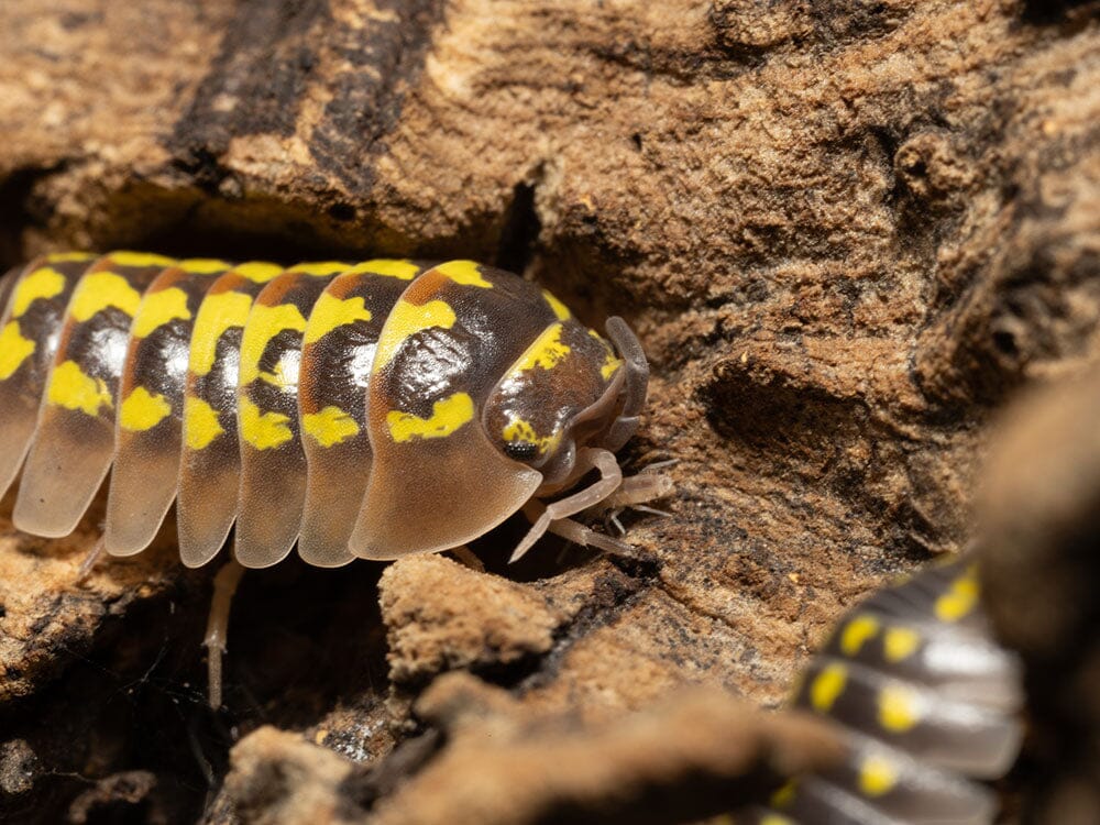 "High Yellow Spotted Giant" isopods Armadillidium Gestroi
