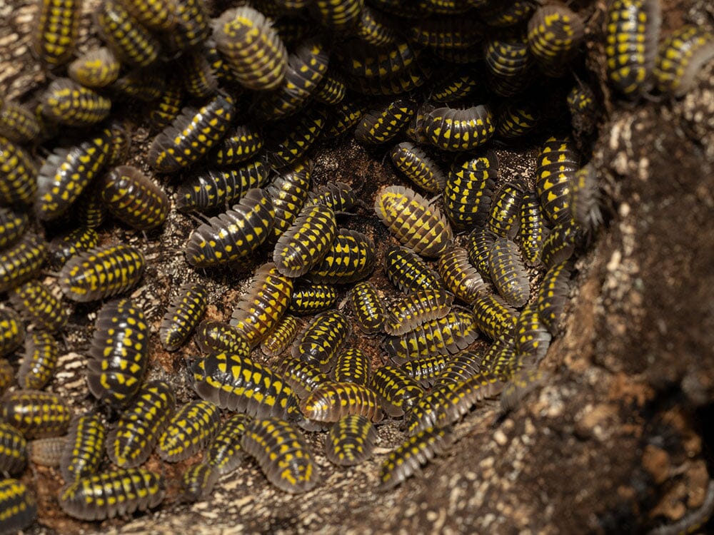 "High Yellow Spotted Giant" isopods Armadillidium Gestroi