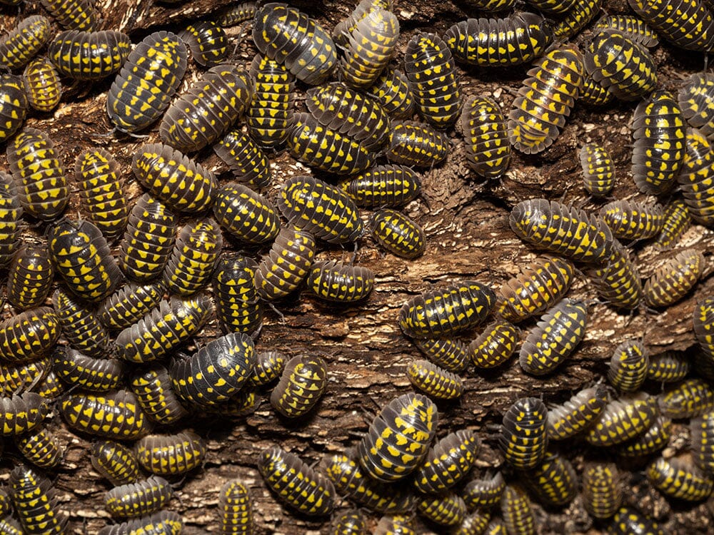 "High Yellow Spotted Giant" isopods Armadillidium Gestroi