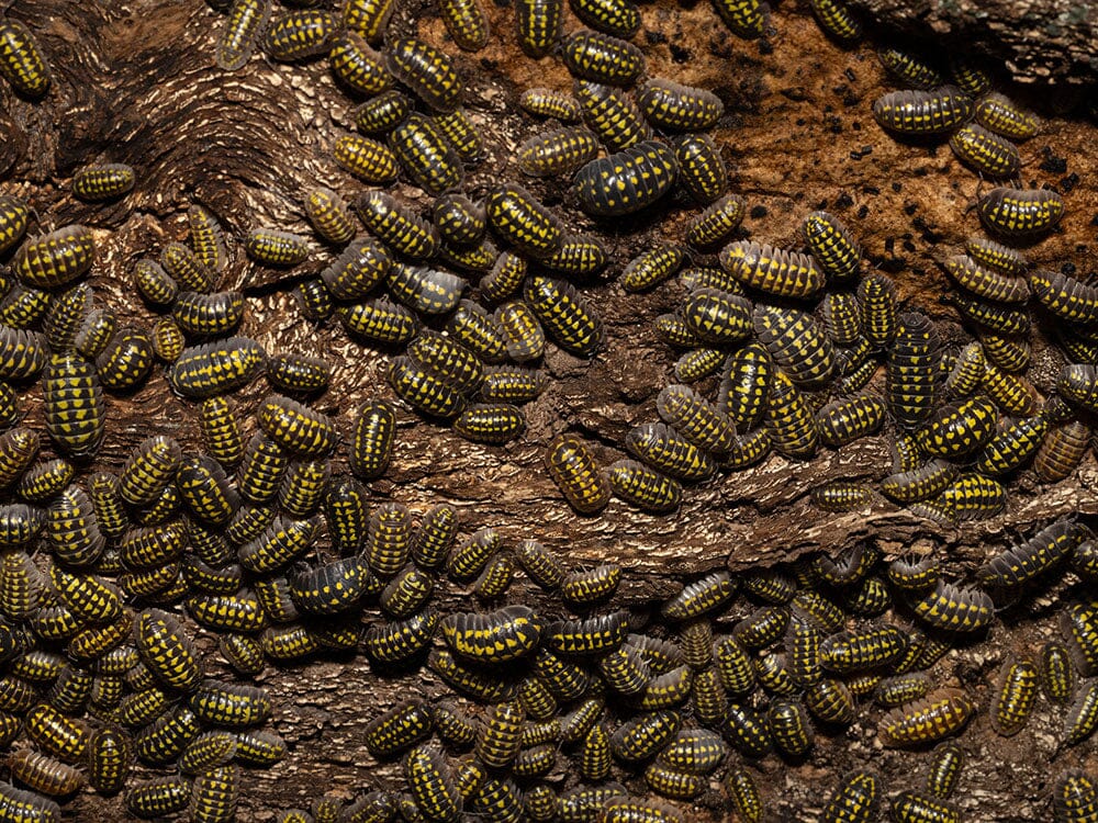 "High Yellow Spotted Giant" isopods Armadillidium Gestroi