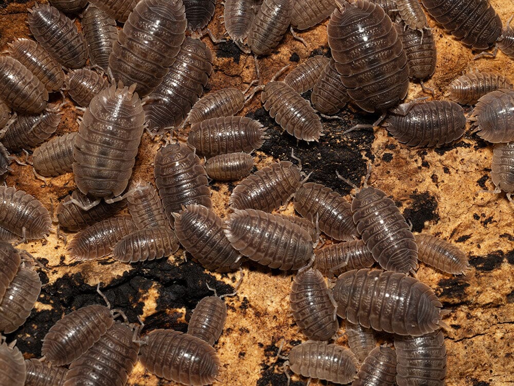 Giant Canyon Isopods (Porcellio dilatatus) RPG