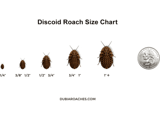 Discoid Roaches (Florida Legal) dubia roaches DubiaRoaches.com