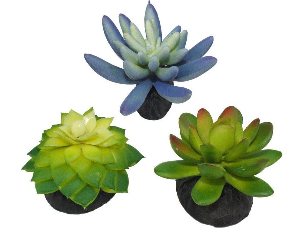 Komodo Desert Succulent Plant Blue & Green, 1ea/3 pk Komodo
