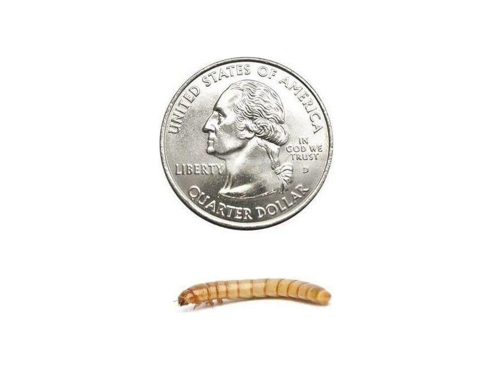 Mealworms FREE SHIPPING mealworms DubiaRoaches.com Large 50