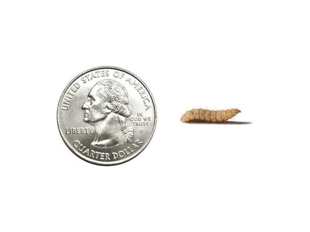 CalciGrubsâ?¢ nutrigrubs DubiaRoaches.com Large 2000