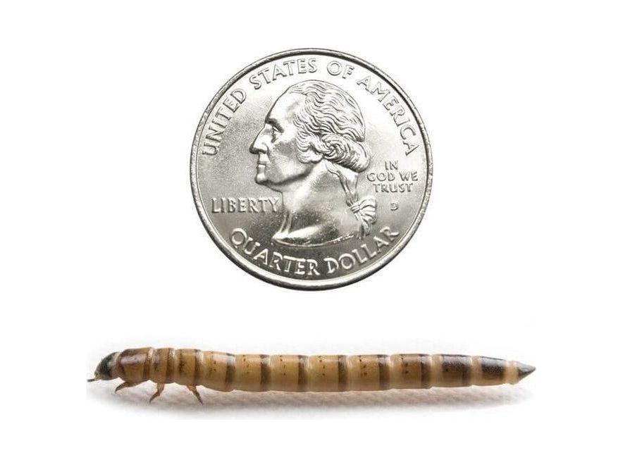 Superworms superworms DubiaRoaches.com Large 50