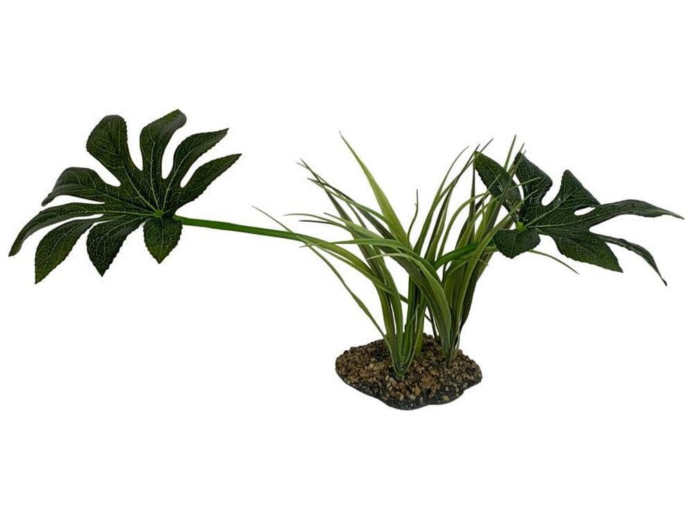 komodo philodendron plant Komodo Jungle Canopy Plant
