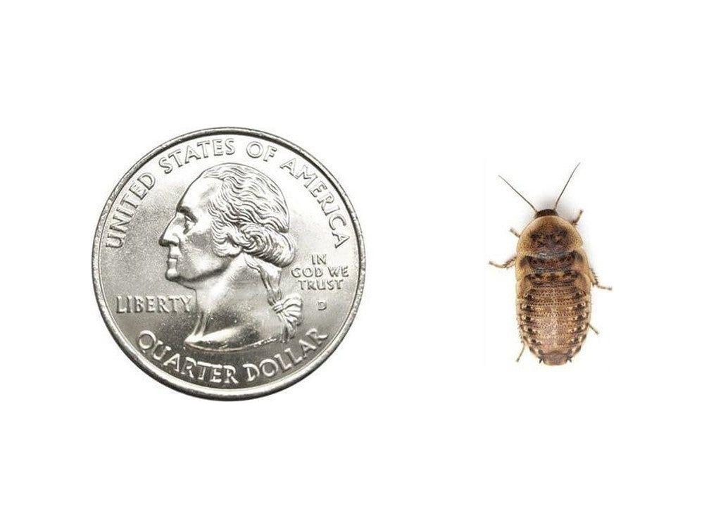 Medium 5/8" Dubia (Pet Stores Only) cupped dubia DubiaRoaches.com