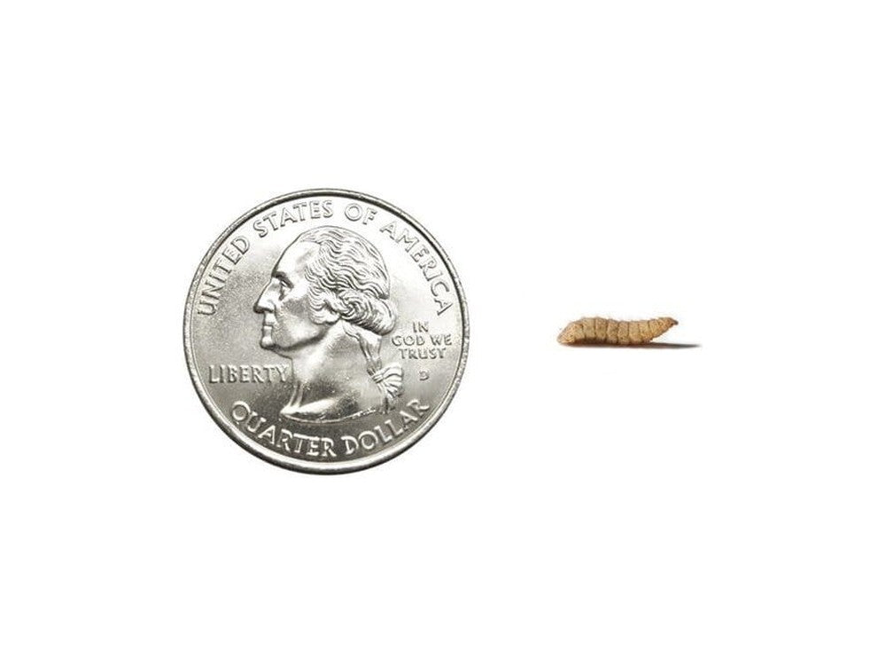 Medium Soldier Fly Larvae nutrigrubs DubiaRoaches.com