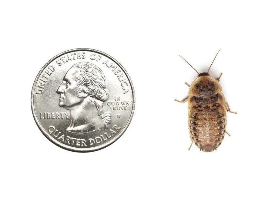 Large 7/8" Dubia dubia roaches DubiaRoaches.com