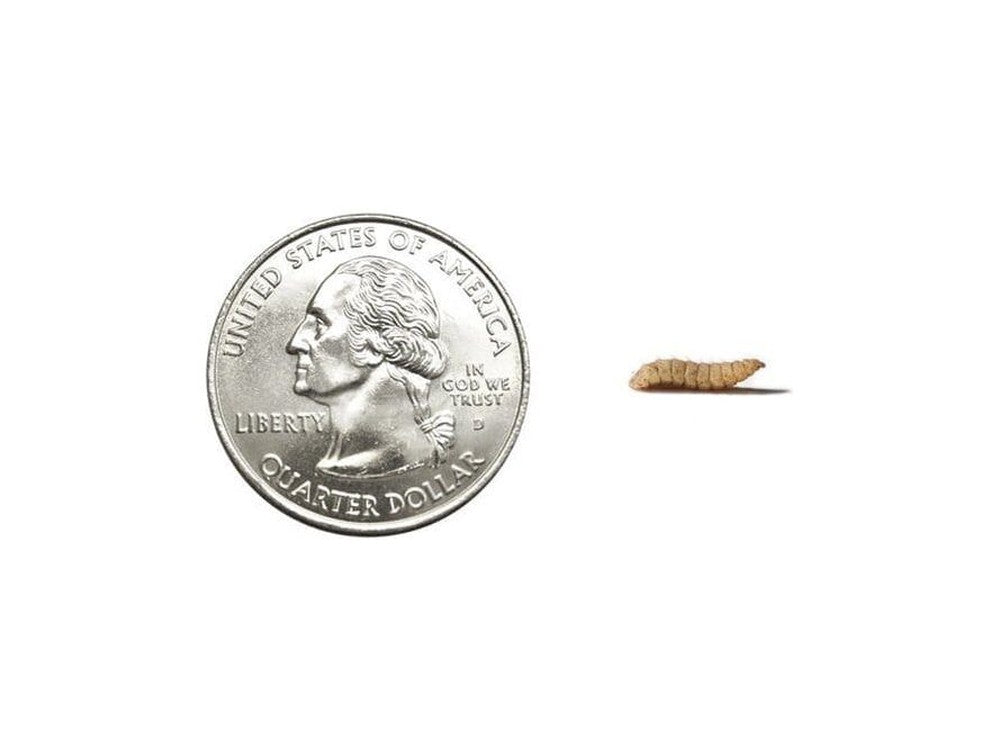 CalciGrubsâ?¢ nutrigrubs DubiaRoaches.com Medium 100