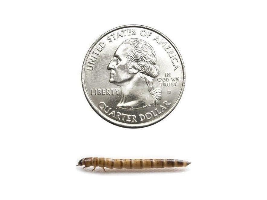 Superworms superworms DubiaRoaches.com Medium 100